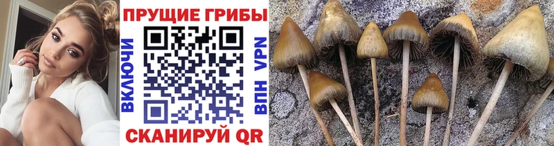 Псилоцибиновые грибы мухоморы  наркошоп  Щёлково 